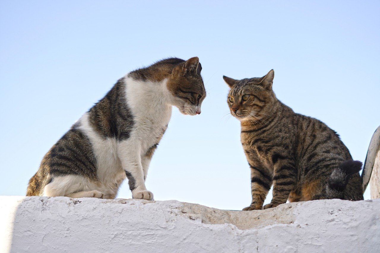 How to Understand Your Rescue Pet’s Body Language